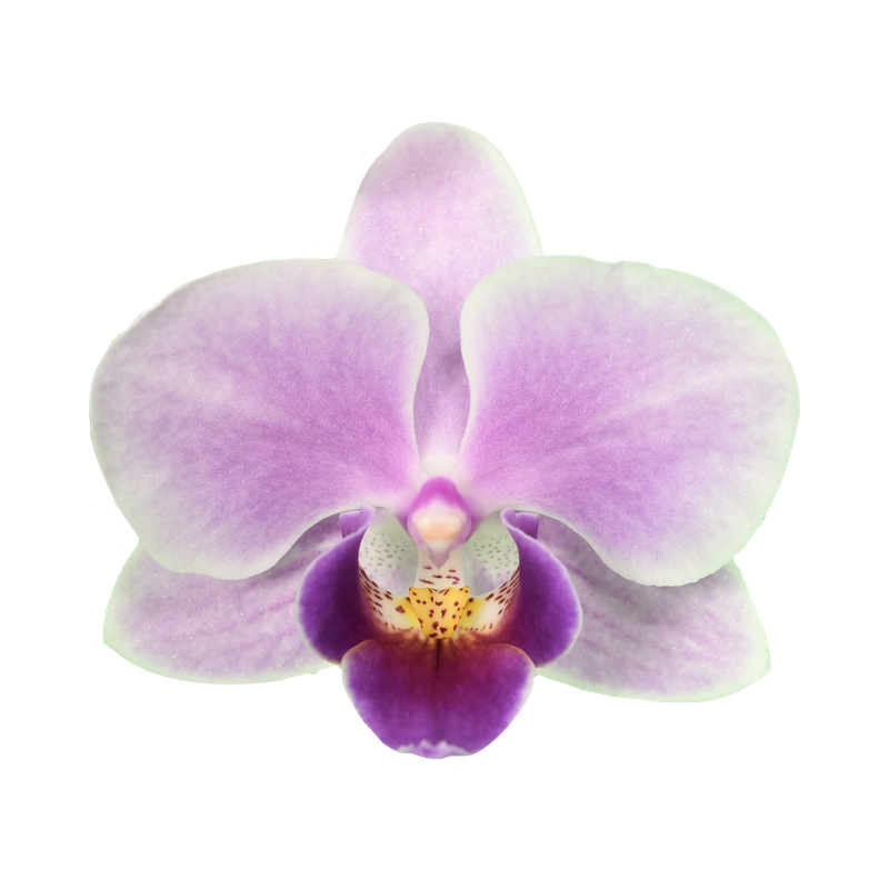 Phal. Younghome April