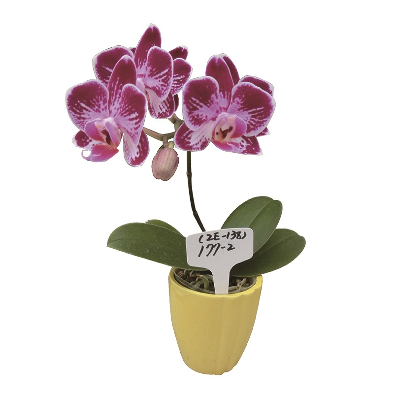 Phal. Lianher Happy Ladybug (2E138)