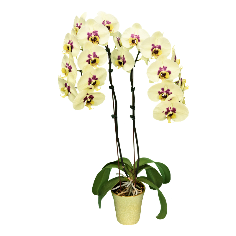 Phal. Younghome Big Panda