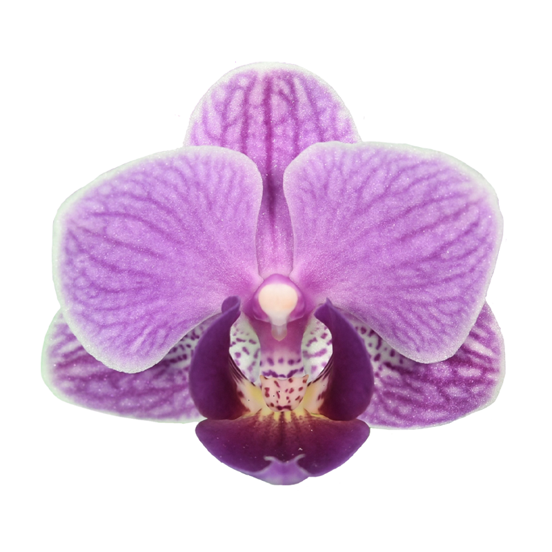 Phal. Younghome Taro Bobo