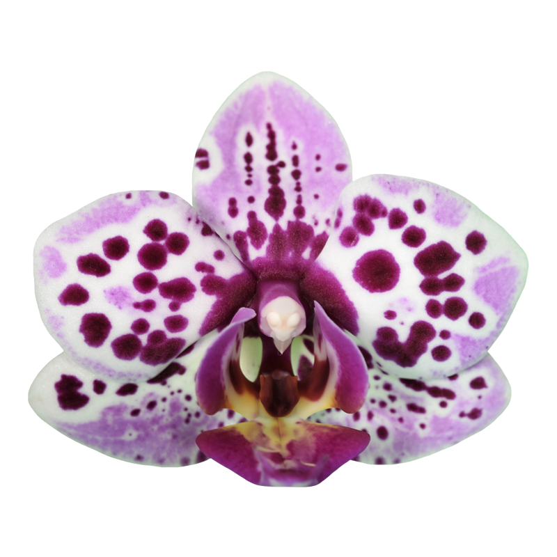Phal. Younghome Hot Cocoa