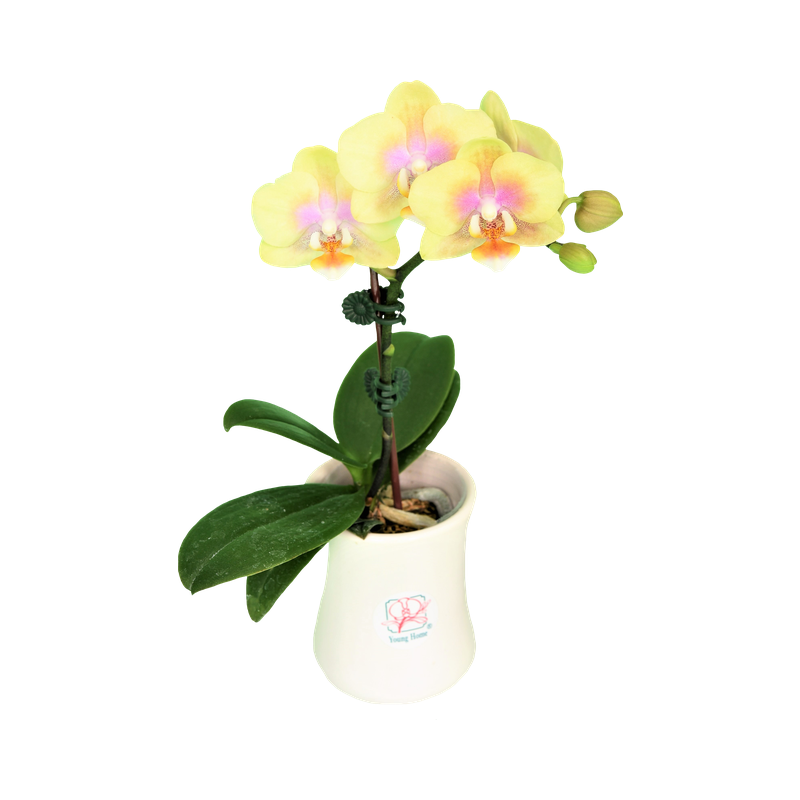 Phal. Younghome Golden Babby