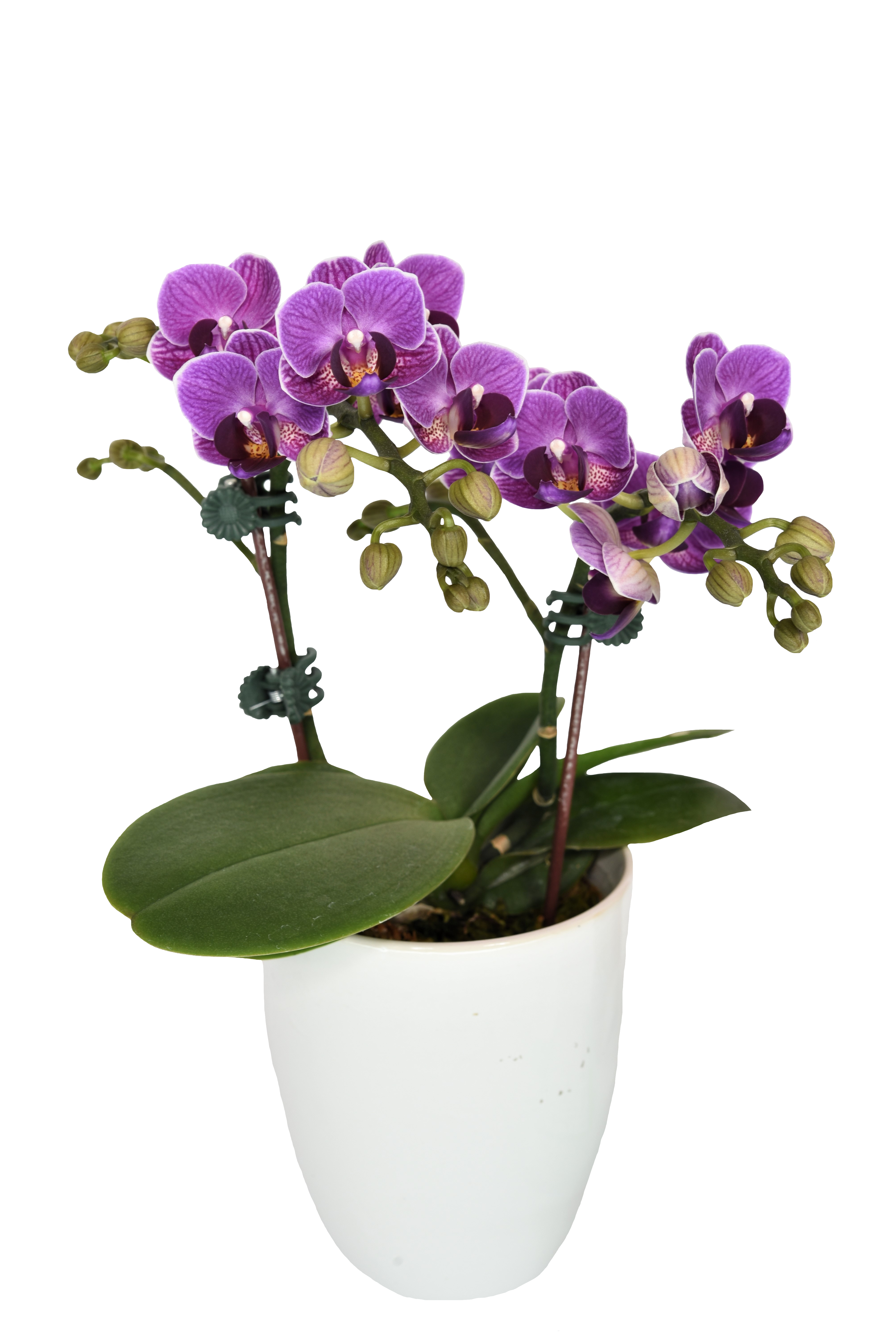 Phal. Younghome Taro Bobo