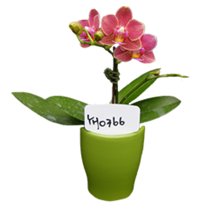 Phal. Younghome Winnie