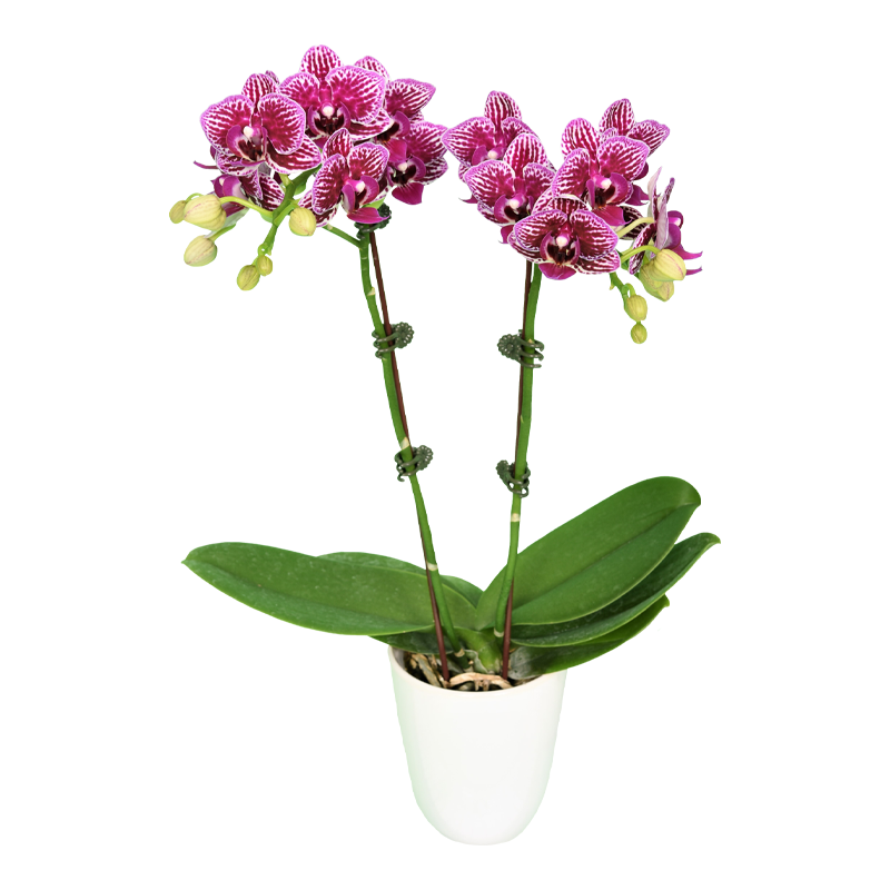 Phal. Younghome Kaleido 