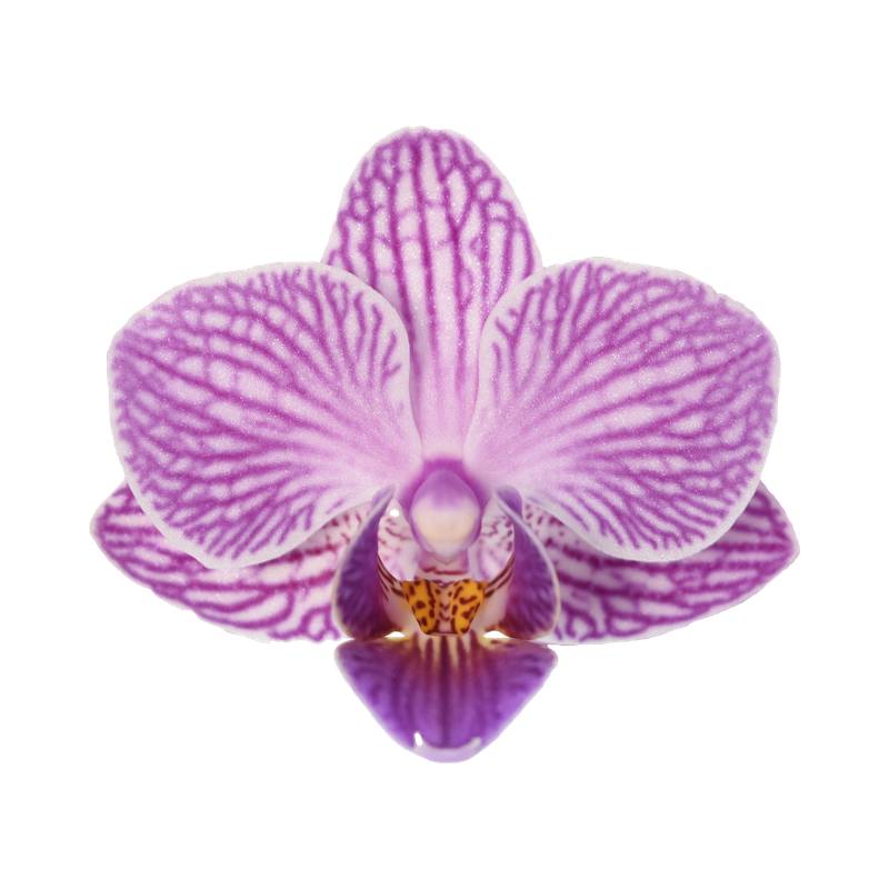 Phal. Younghome Taro Bobo