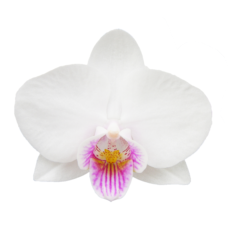 Phal. Younghome Ray