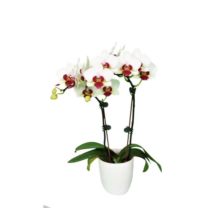 Phal. Younghome April