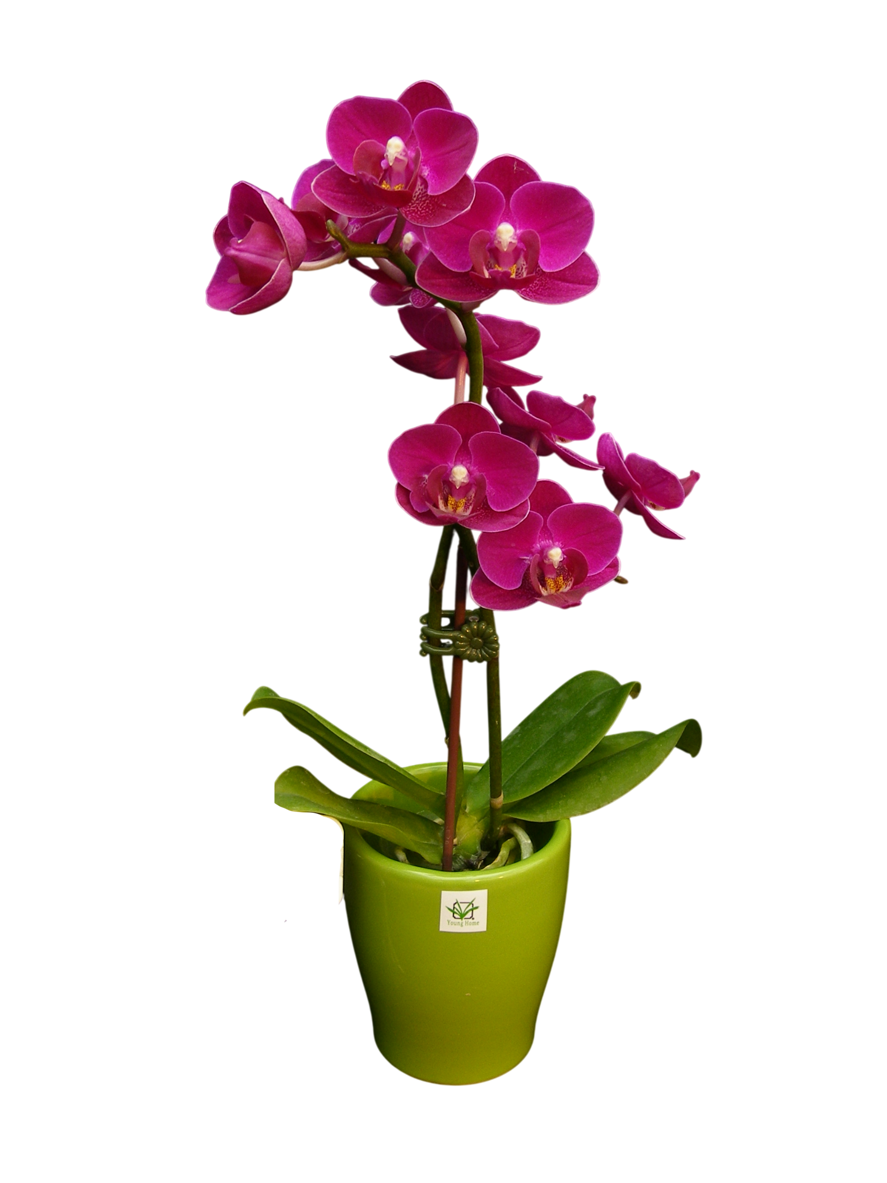 Phal. Younghome Sky