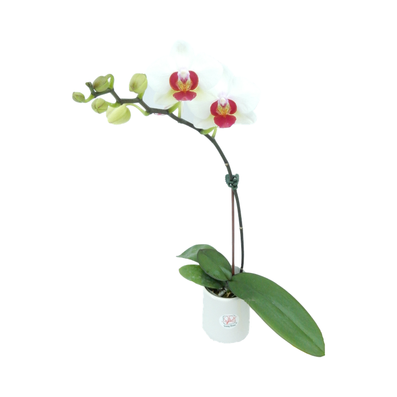 Phal. Younghome April