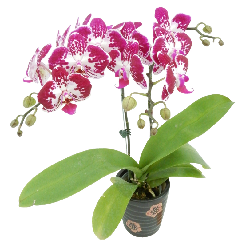 Phal. Younghome Hot Cocoa 