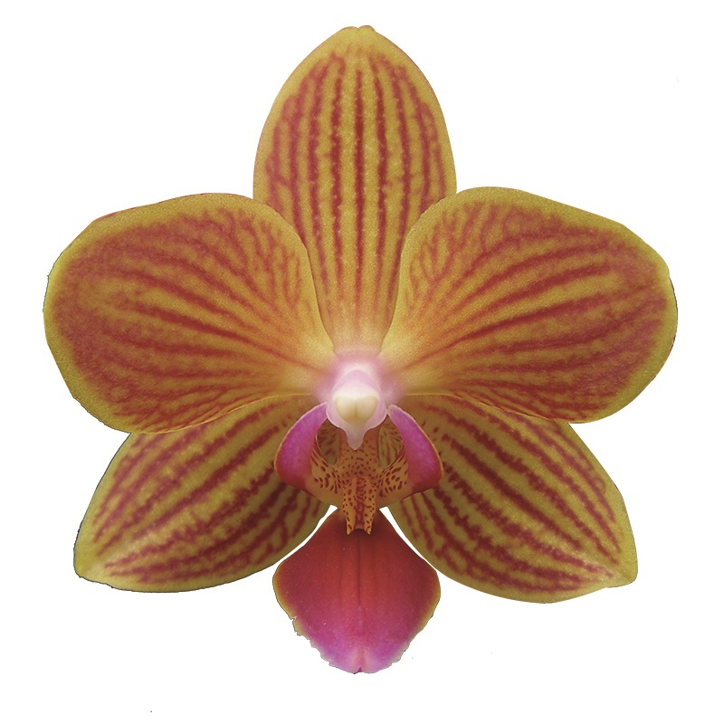 Phal. Chingruey Goldstaff
