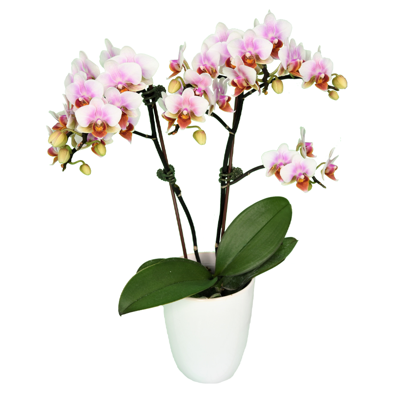 Phal. Younghome Godspeed