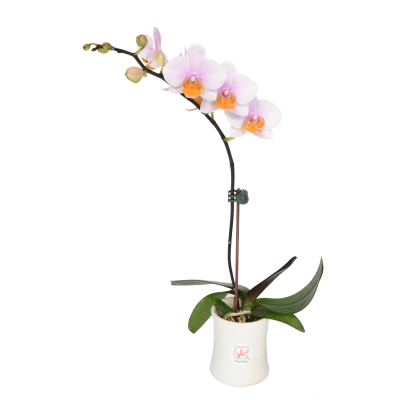 Phal. Younghome March