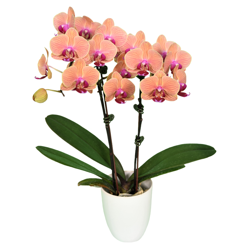 Phal. Ark‘s Gotris