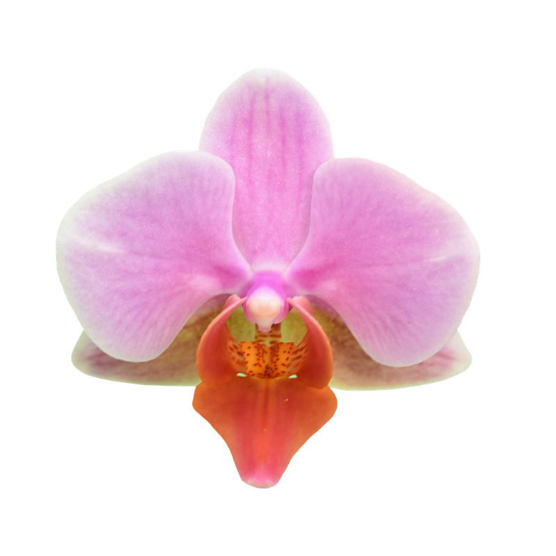 Phal. Younghome March