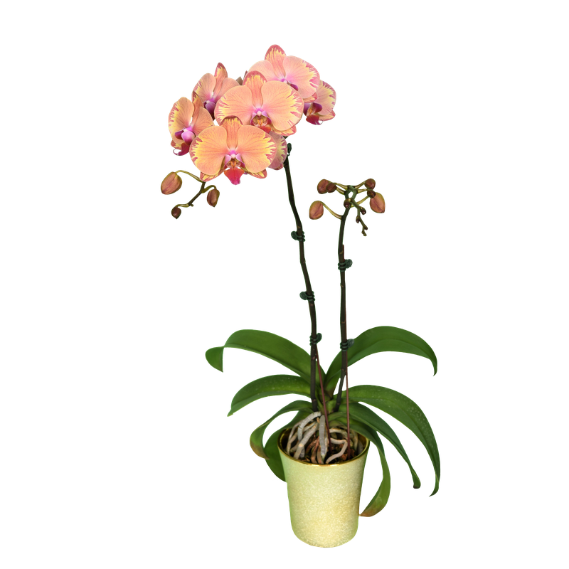 Phal. Younghome Tigran Mar