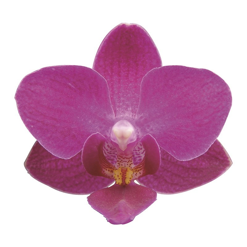 Phal. Lianher Happy Star (3E18)
