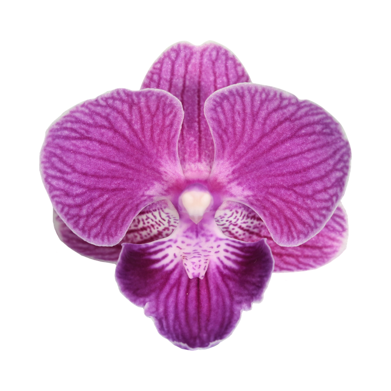 Phal. Younghome Purple Baby