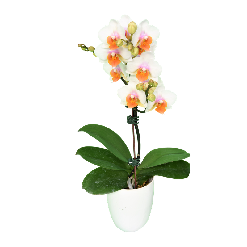 Phal. Younghome March