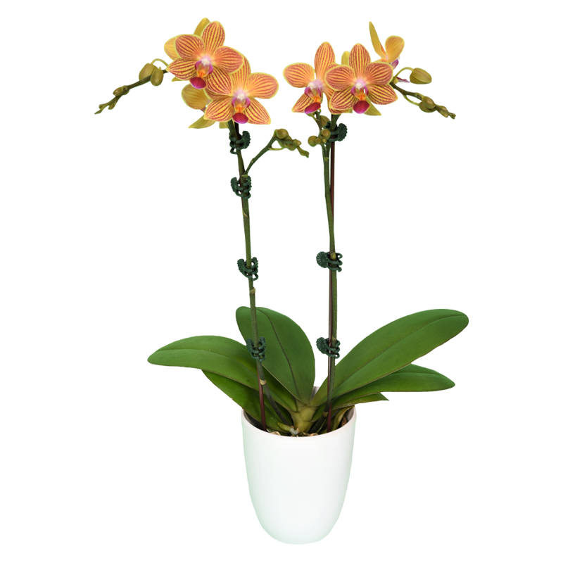 Phal. Chingruey Goldstaff