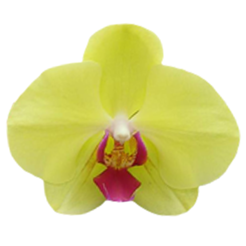 Phal. Younghome Golden