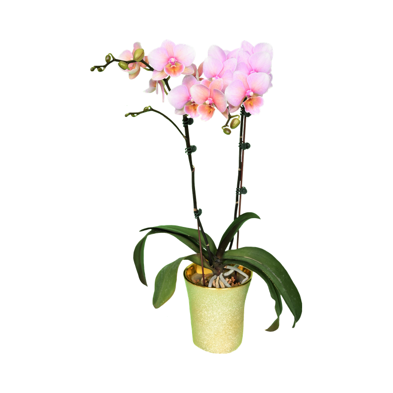 Phal. Kaleido Scope