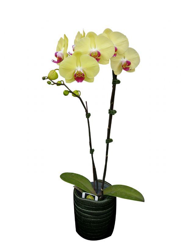 Phal. Younghome Golden