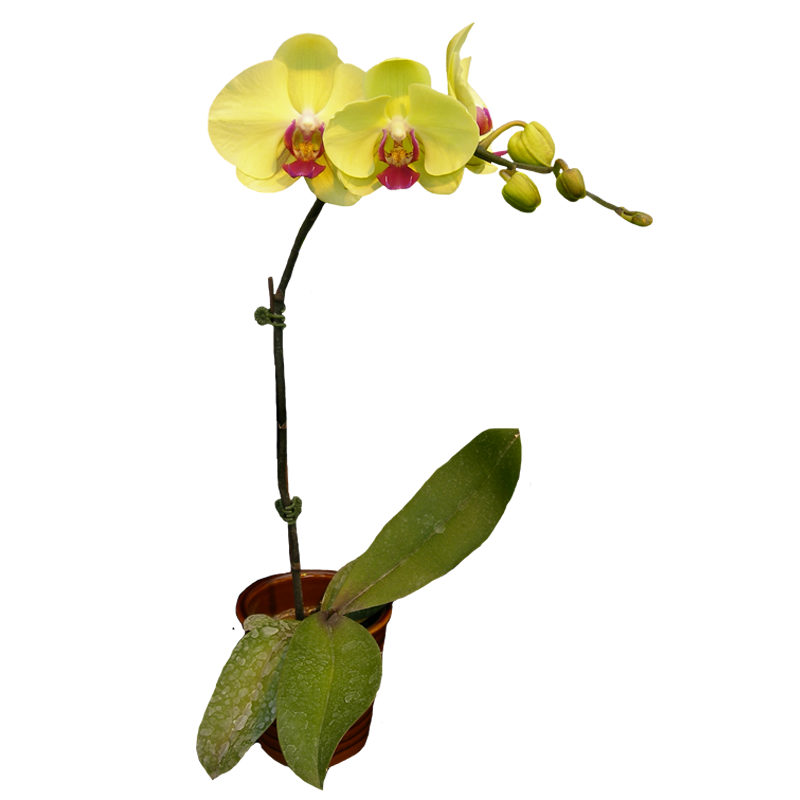 Phal. Younghome Golden