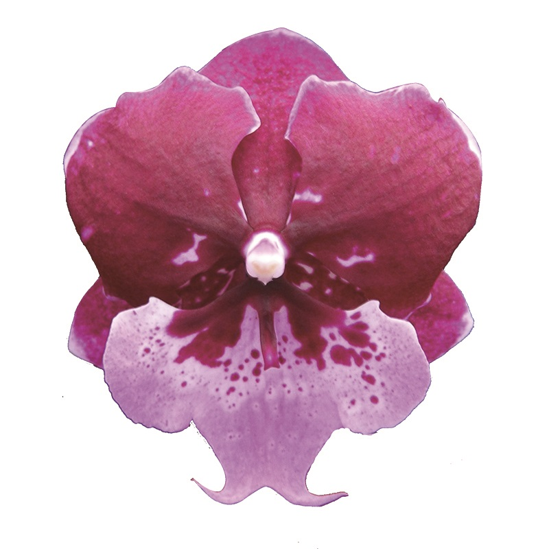 Phal. Chia Shing Hot Kiss
