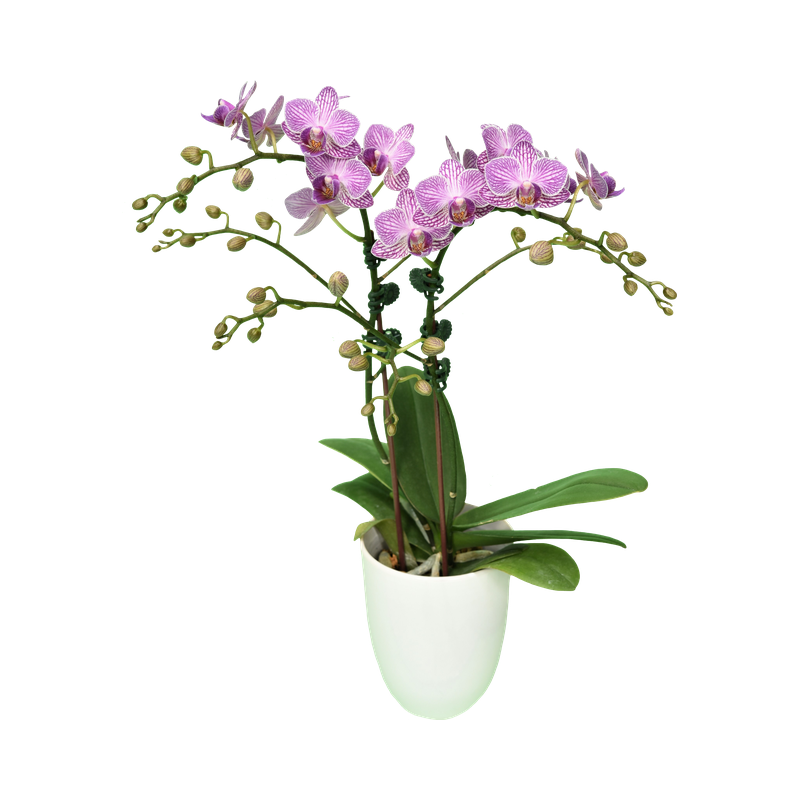 Phal. Younghome Taro Bobo