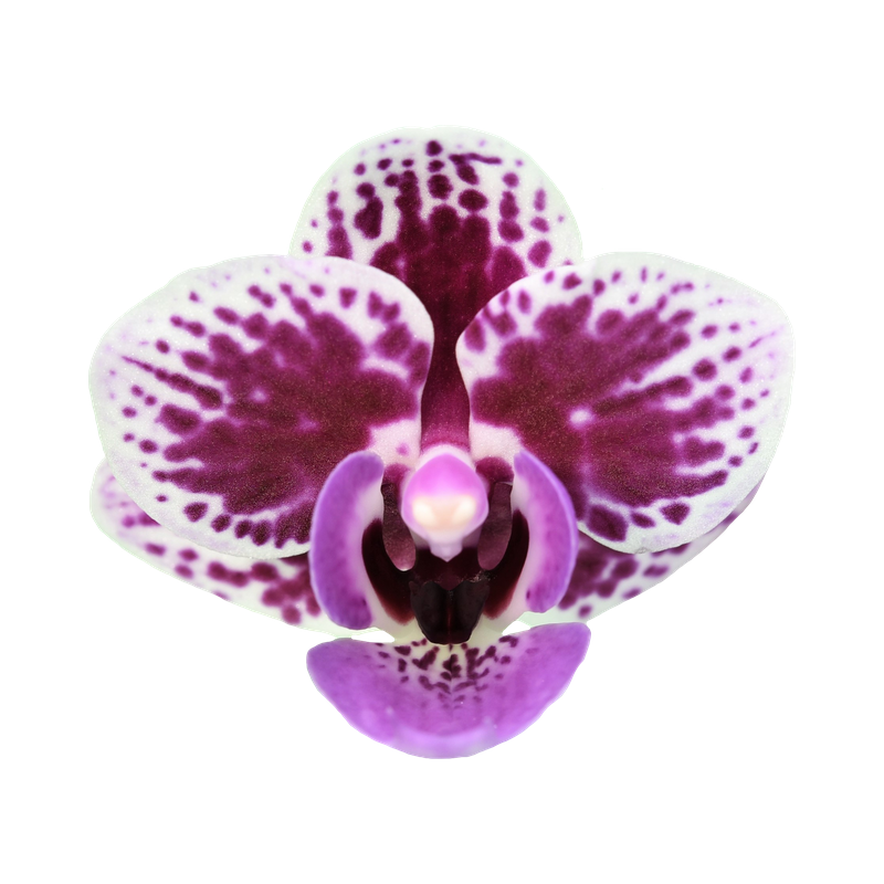 Phal. Younghome Taro Bobo