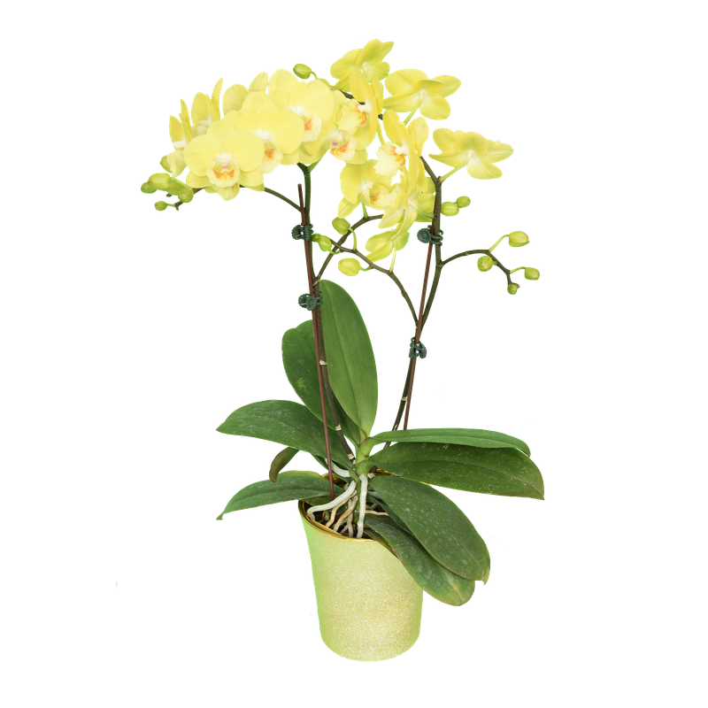 Phal. Younghome Golden Interesting