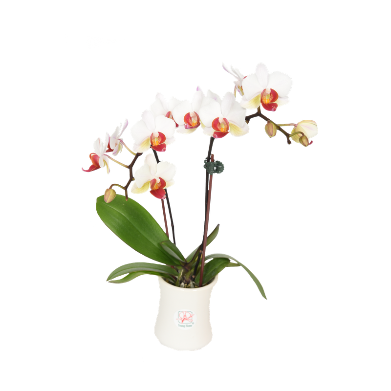 Phal. Younghome Joker