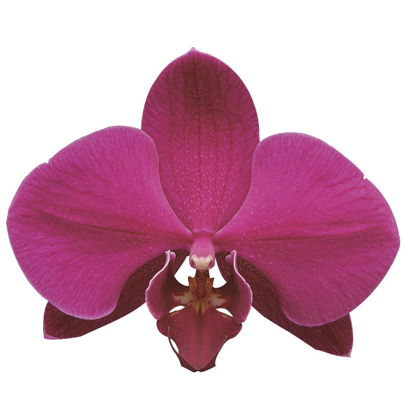 Phal. Lianher Super Red (2E200)