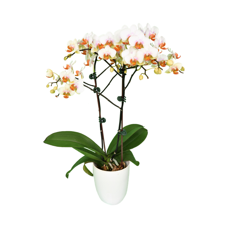 Phal. Younghome March