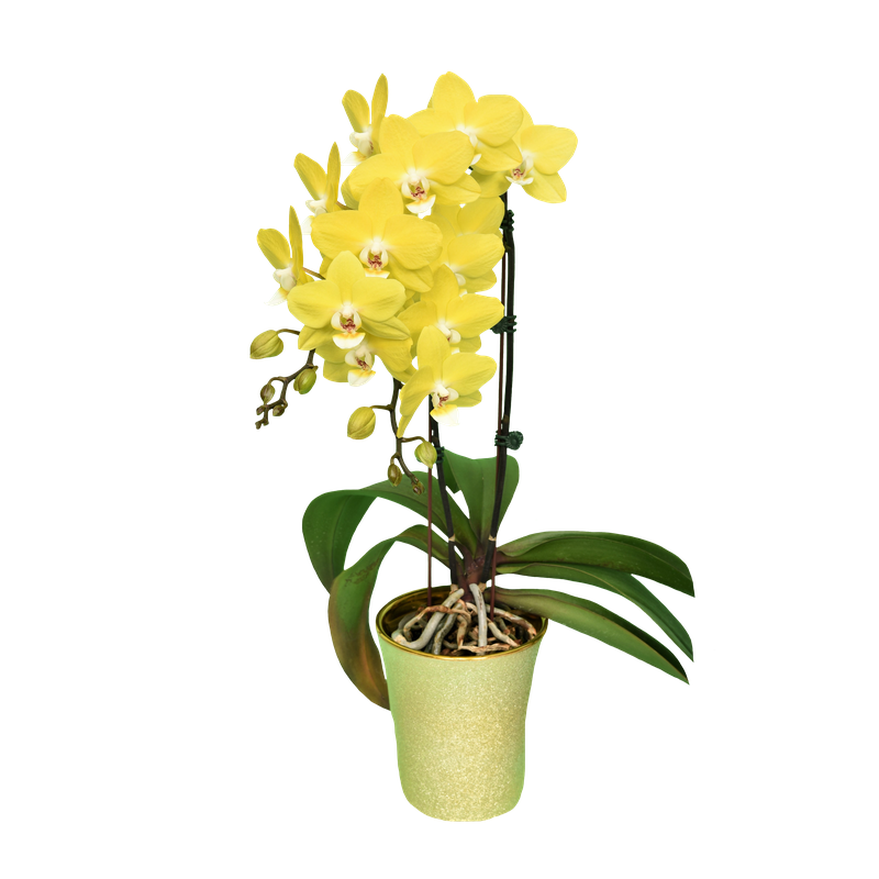 Phal. Younghome Green Curry