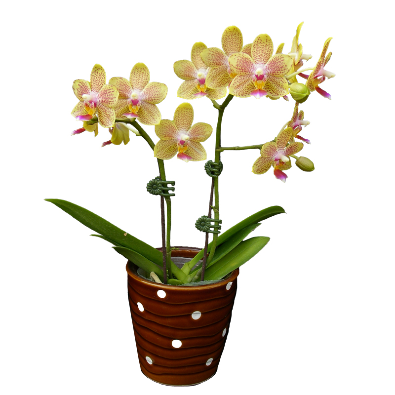 Phal. Younghome Lucky Star