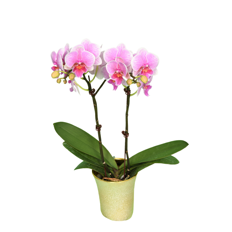 Phal. Younghome Pink Parrot 