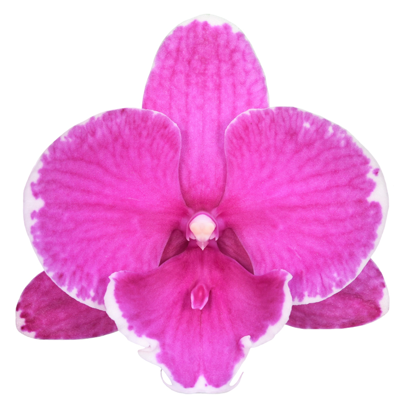 Phal. Younghome Dreamilk