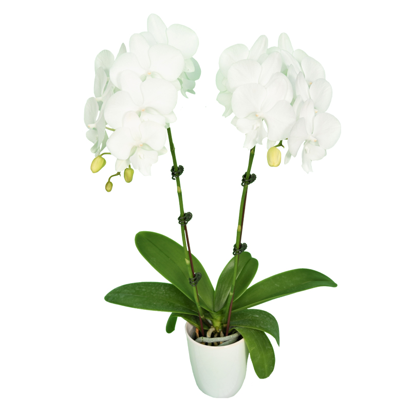 Phal. Younghome Snow Season