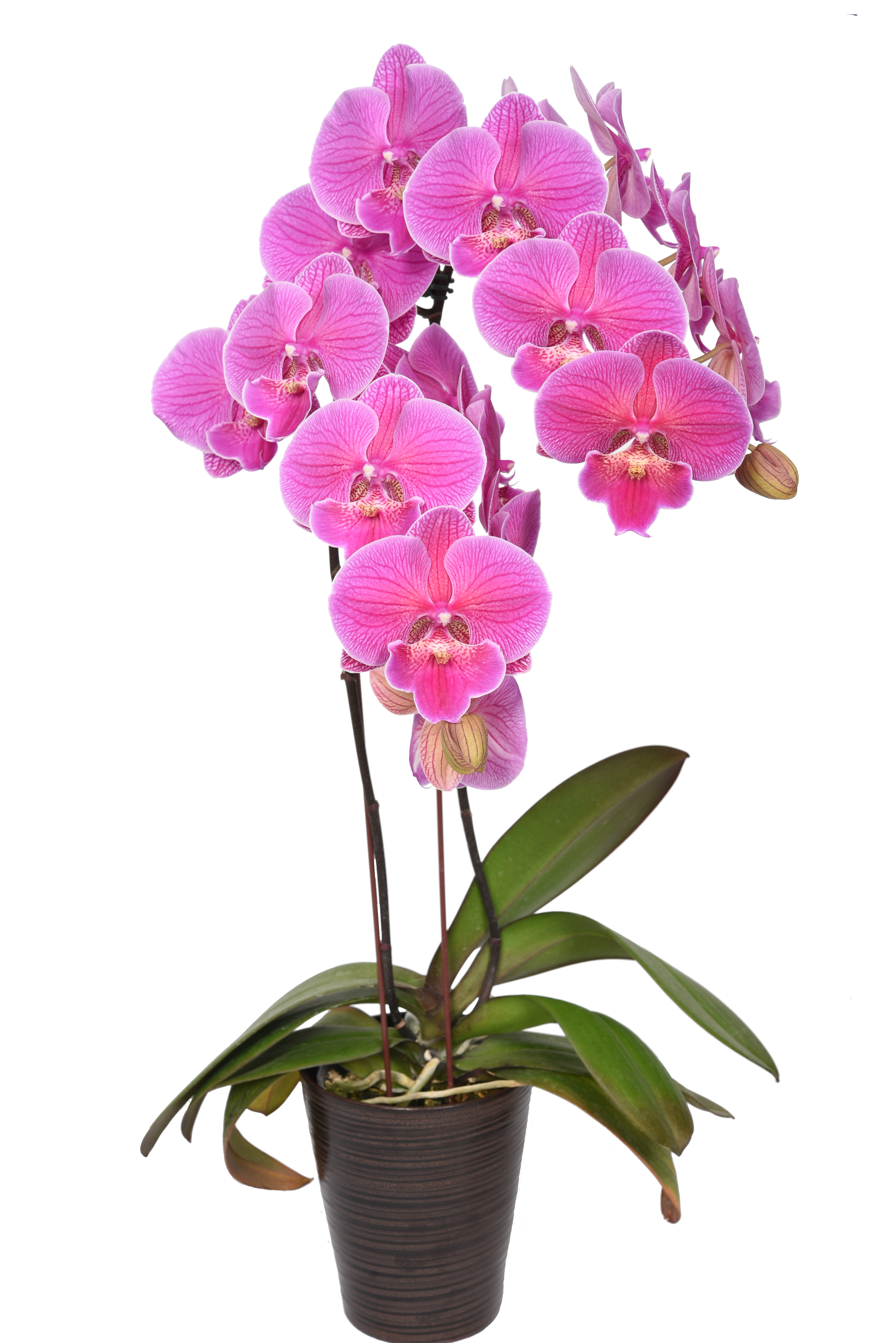 Phal. Lianher California