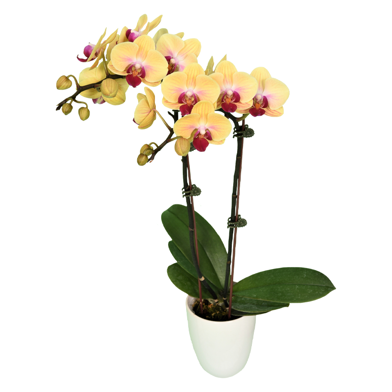 Phal. Younghome Sweety