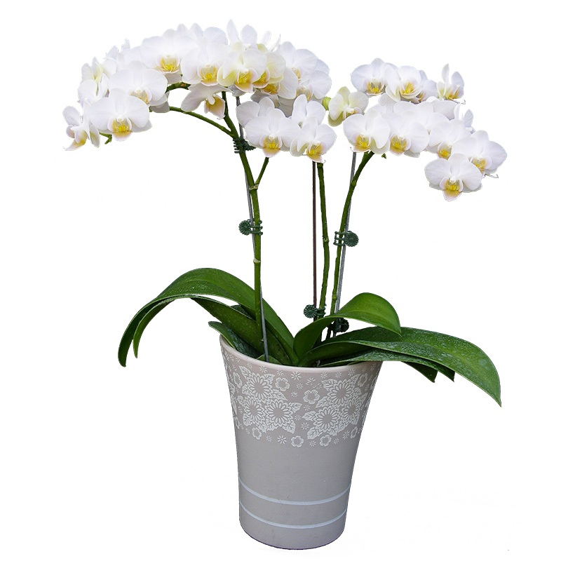 Phal. Younghome Little Snow