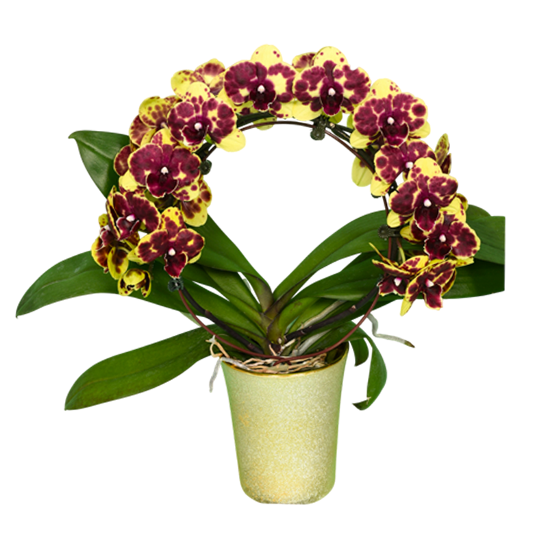 Phal. Younghome Golden Interesting
