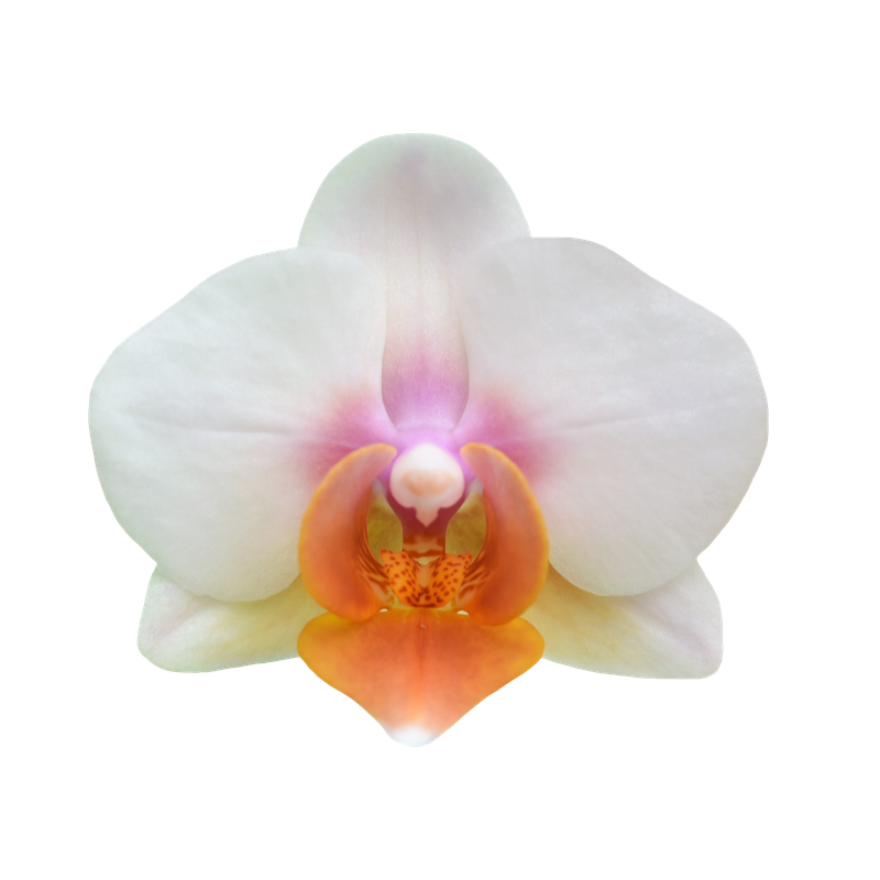 Phal. Younghome March