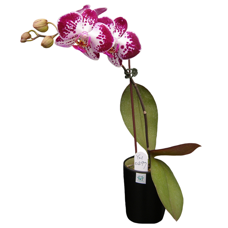 Phal. Younghome Hot Cocoa 