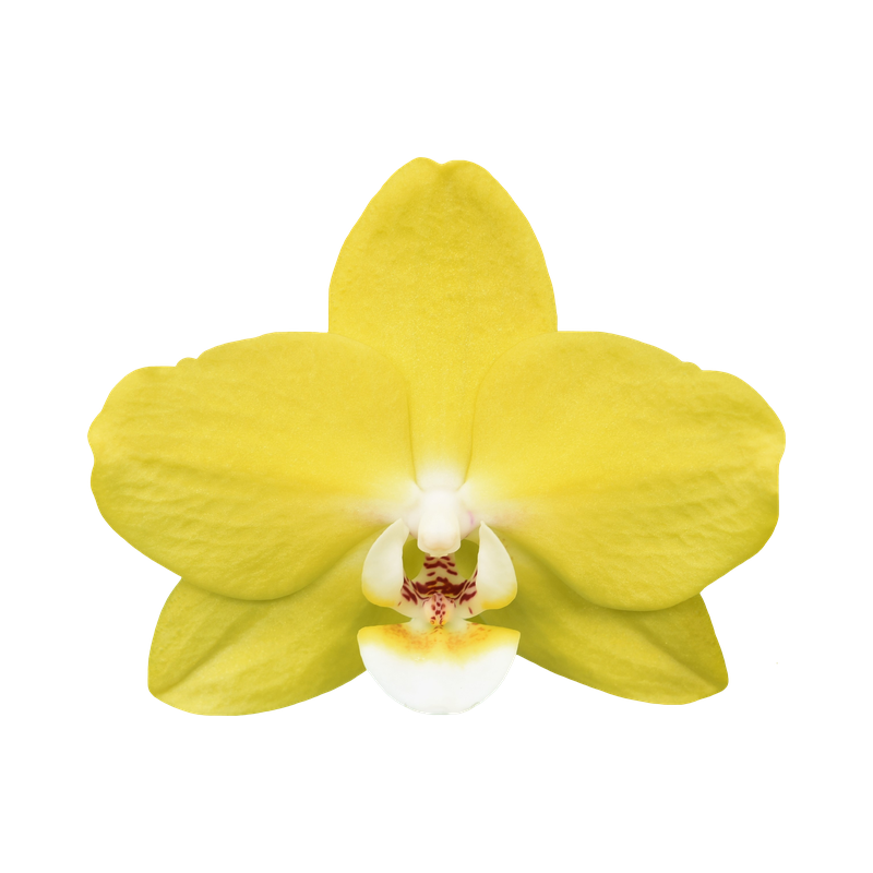 Phal. Younghome Green Curry