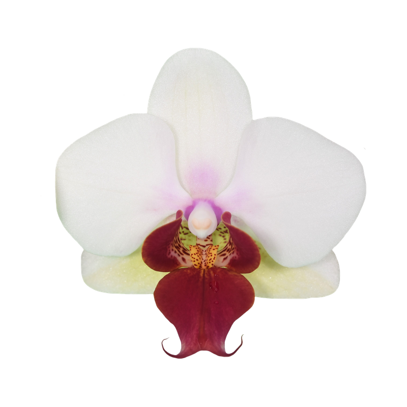 Phal. Younghome April