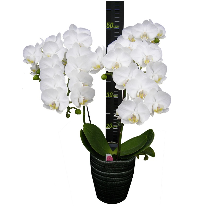 Phal. Younghome